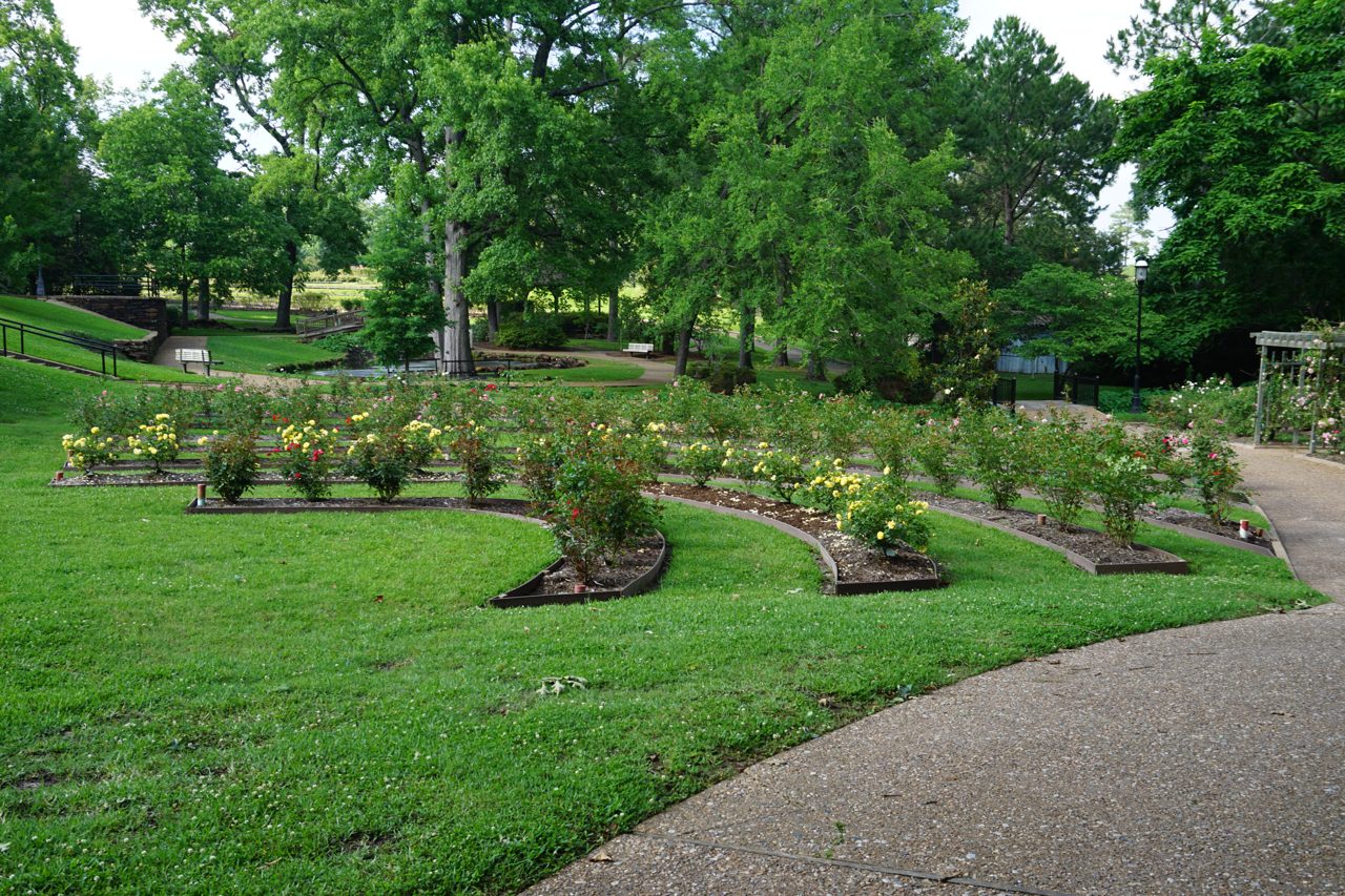 Rose beds in bloom at the Tyler Municipal Rose Garden